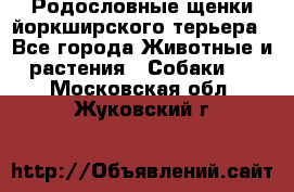 Родословные щенки йоркширского терьера - Все города Животные и растения » Собаки   . Московская обл.,Жуковский г.